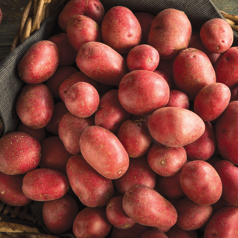 Bushel of Potatoes