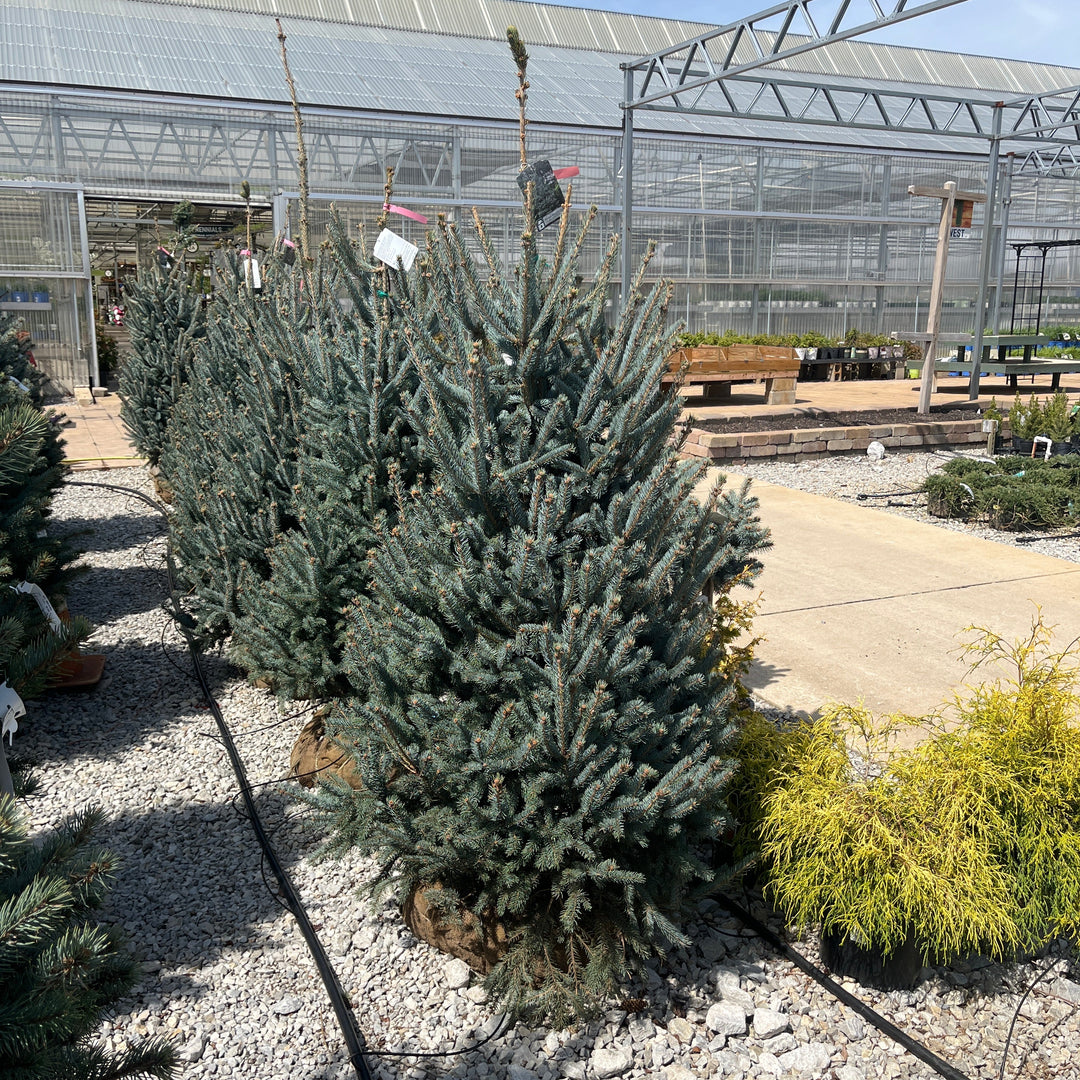 Whiskey Blue Hills Spruce - Picea glauca - 4-5 Foot Ball & Burlap Tree