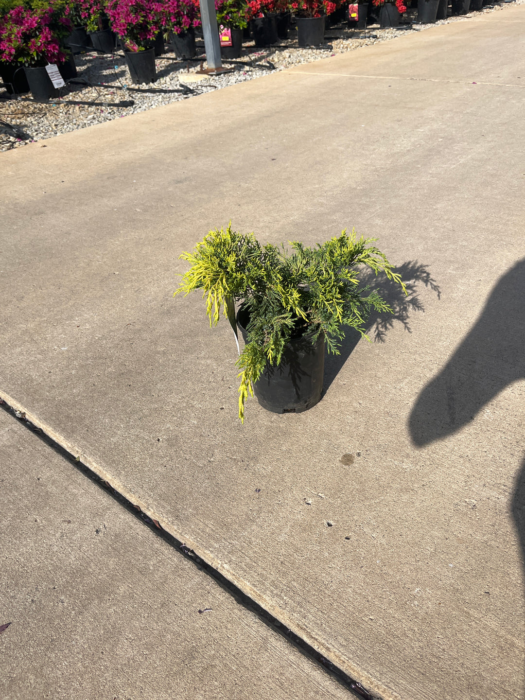 Gold Lace Juniper - Juniperus x media - 1# Shrub