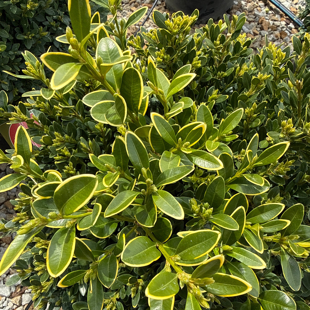 Buxus Green Velvet - 3 Gallon Potted Evergreen Shrub