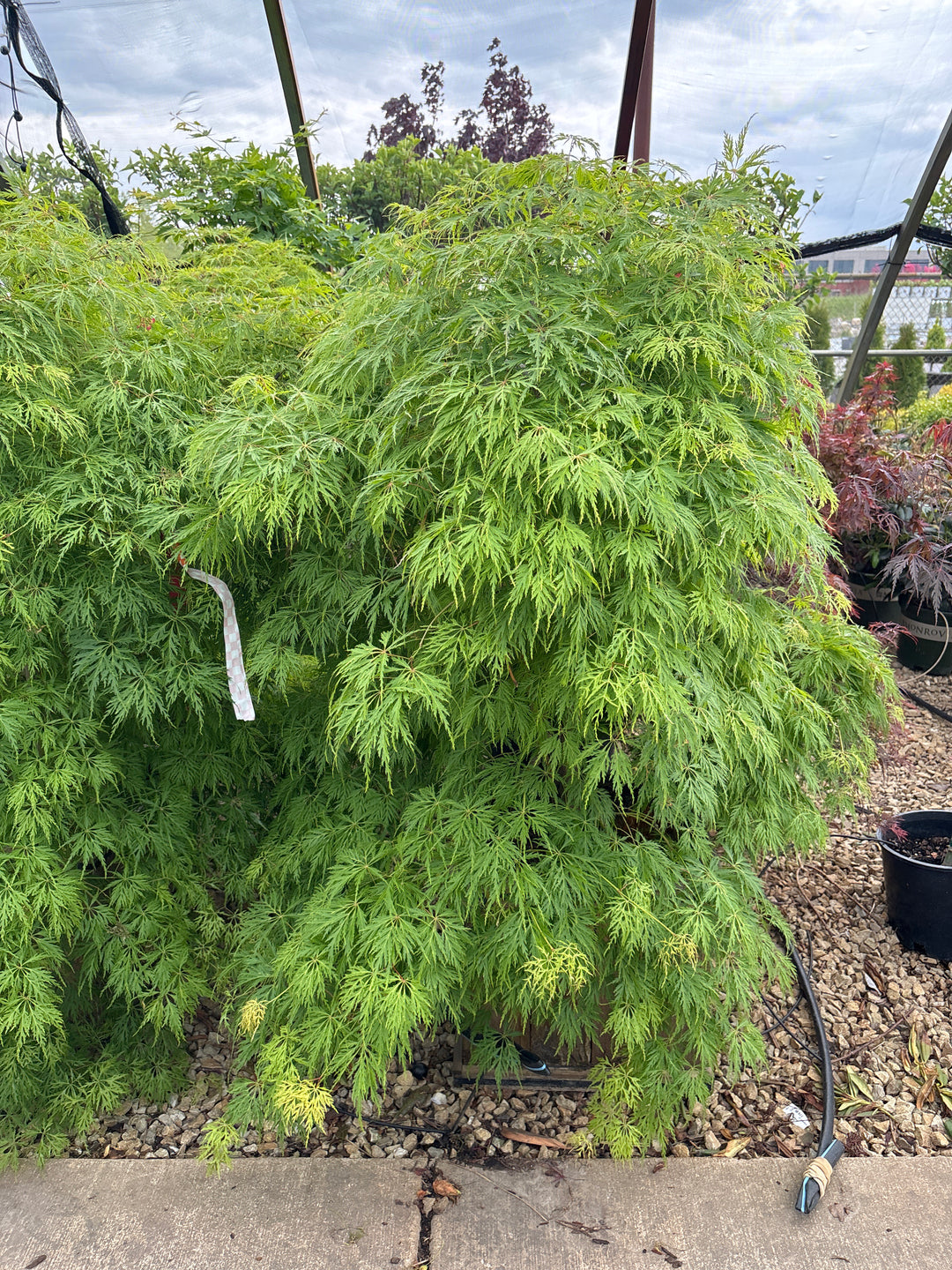 Mountain Fire Japanese Pieris - Pieris japonica - 15 Gallon Boxed Shrub