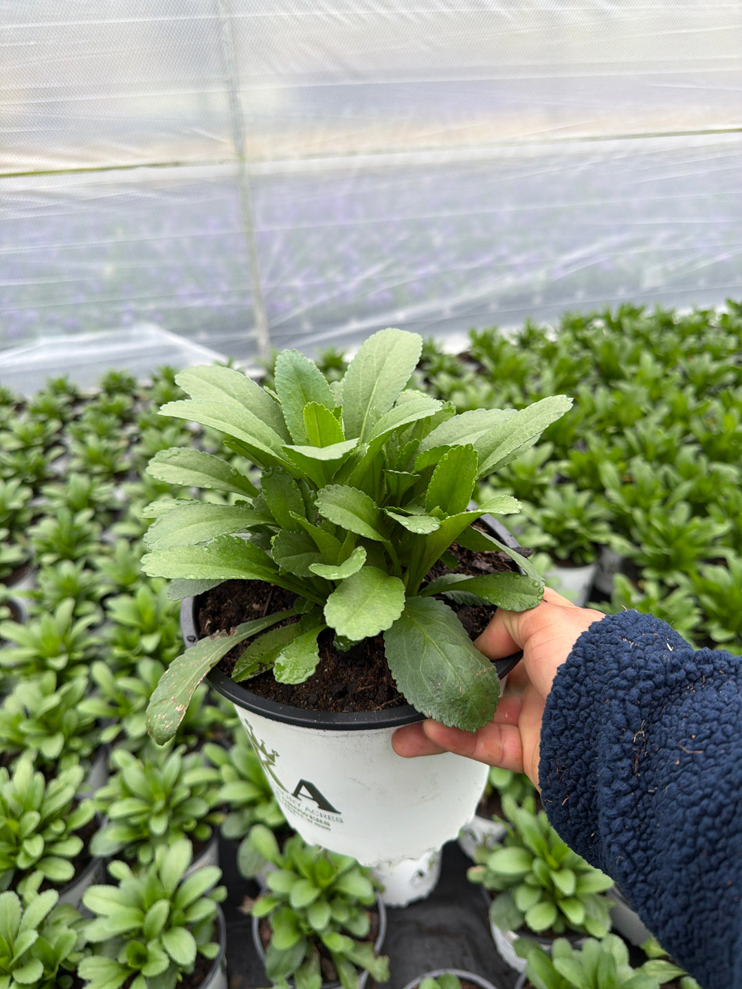 Leucanthemum Shasta Daisy Becky - 8" Potted Perennial