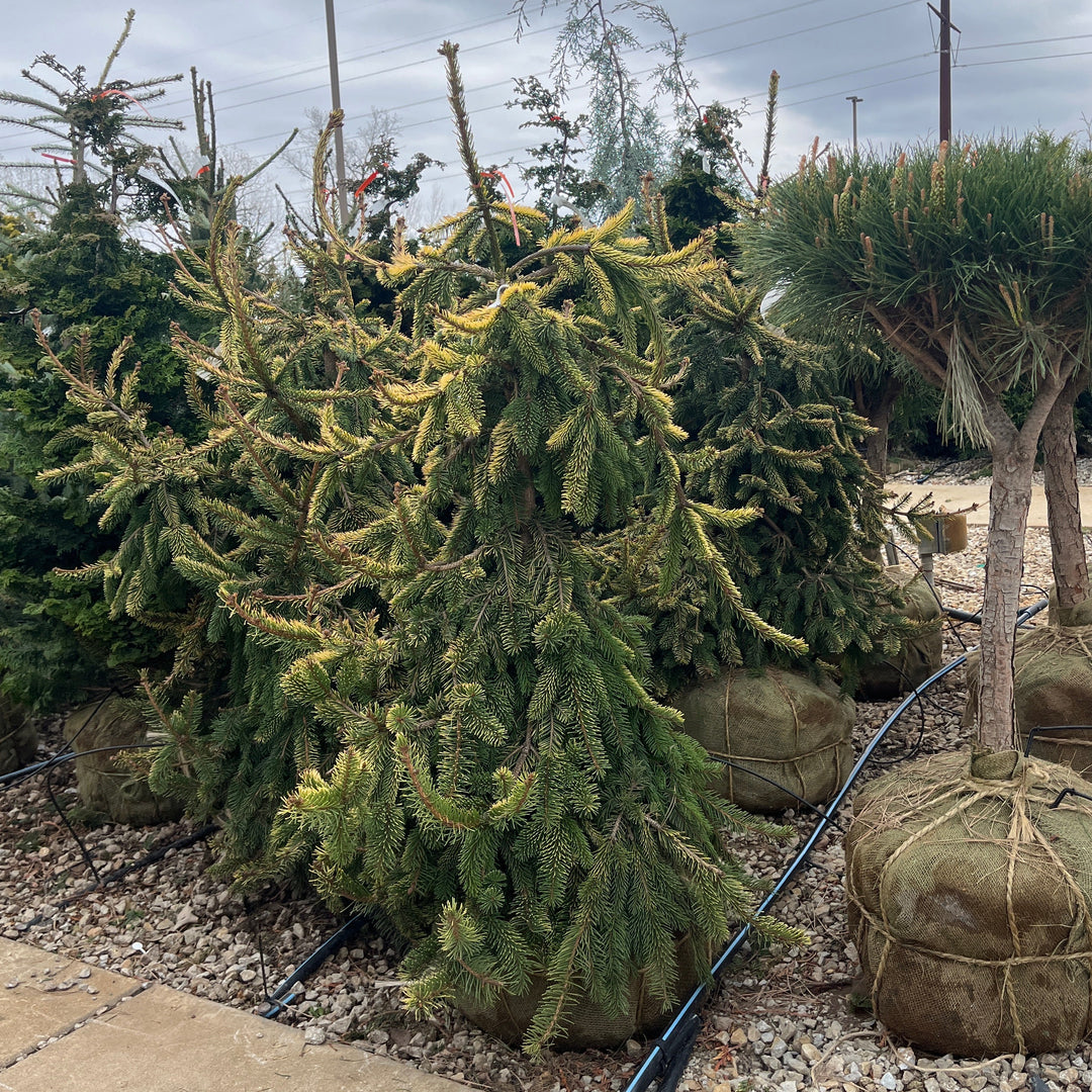 Gold Drift Norway Spruce - Picea abies - 2.5-3 Foot Ball & Burlap Evergreen Tree