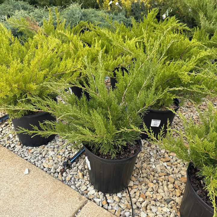 Juniper Sea Green - 3 Gallon Pot