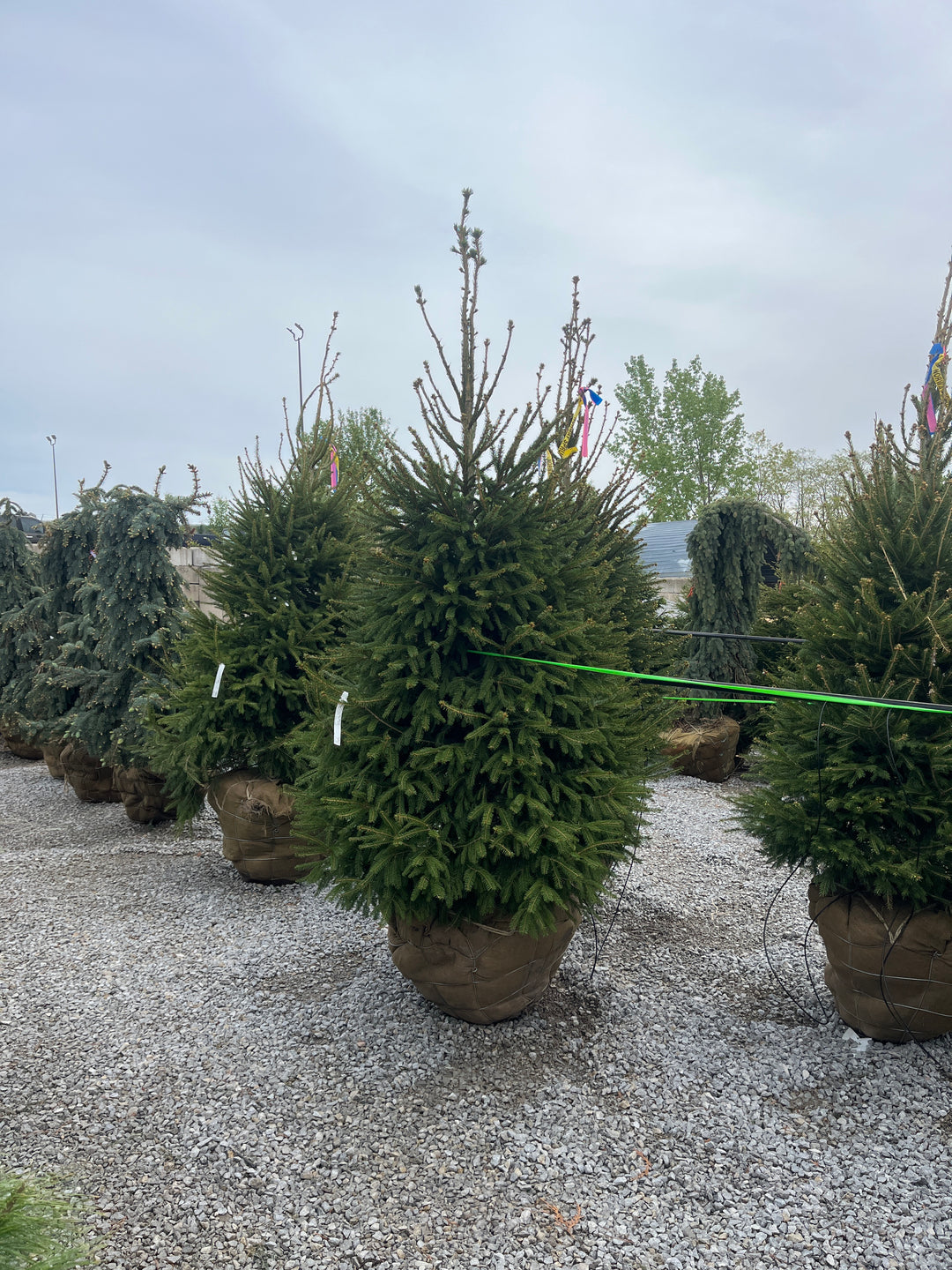 Norway Spruce - Picea abies - 7 Foot Ball & Burlap Tree