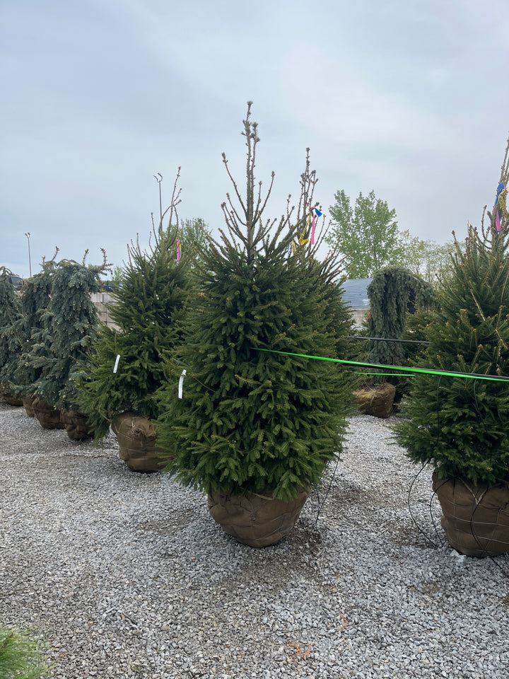 Norway Spruce - Picea abies - 7 Foot Ball & Burlap Tree