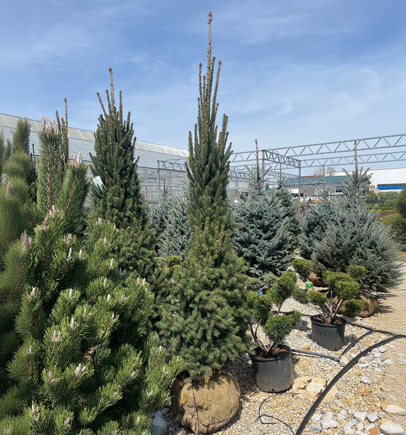 Columnar Norway Spruce - Picea abies 'Cupressina' - 7-8 Foot Ball & Burlap Tree