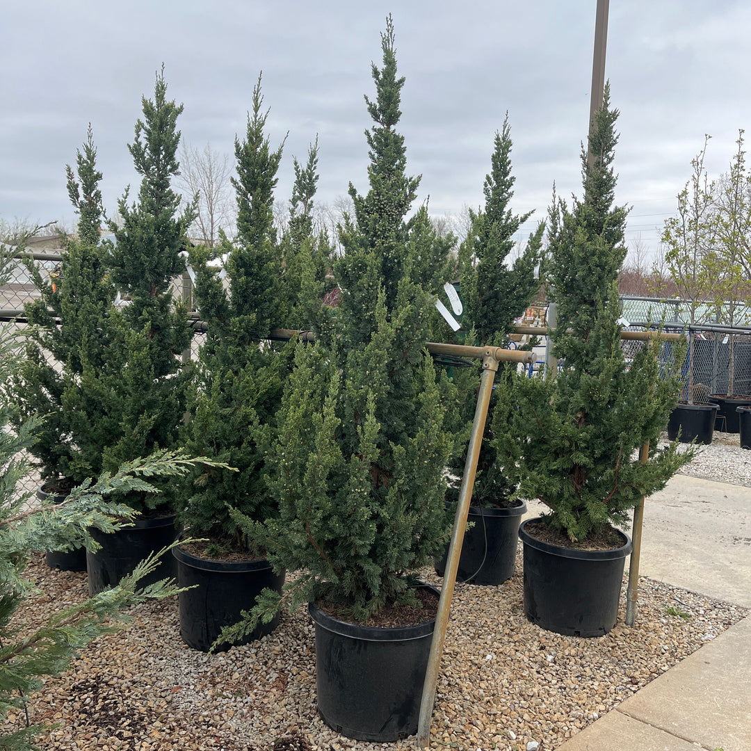 Trautman Juniper - Juniperus chinensis - 26 Gallon Potted Evergreen Tree