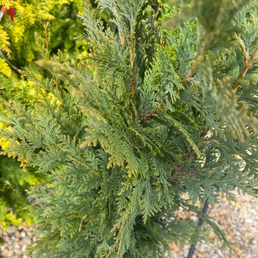 Blue Nootka Cypress - Chamaecyparis nootkatensis 'Glauca'- 3 Gallon Potted Tree