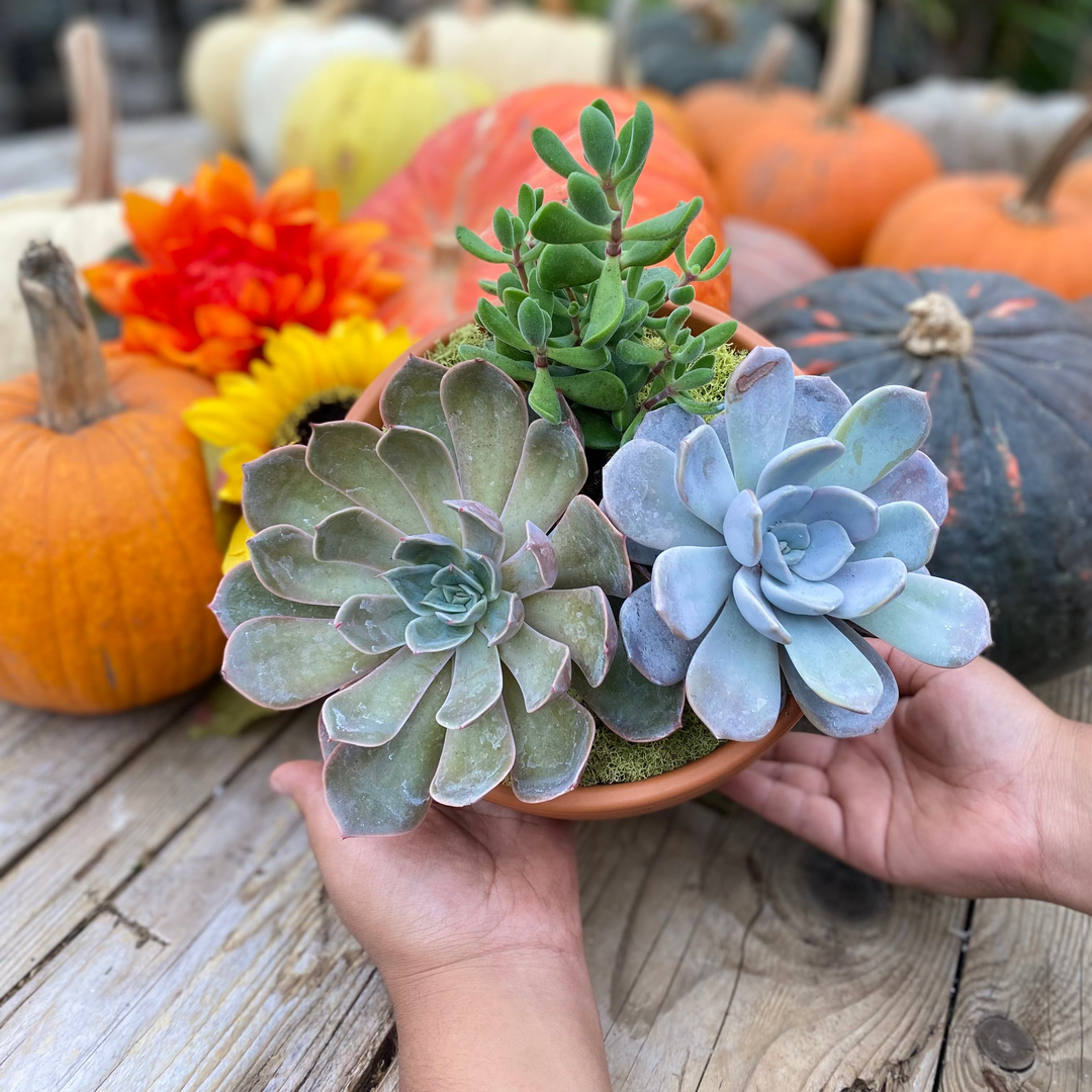Workshop Wednesday: Succulent Planter