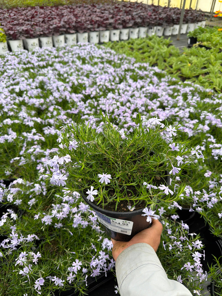 Phlox Creeping Phlox Creeping Emerald Blue - 6" Perennial - 6" Potted Perennial