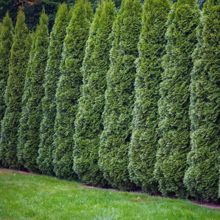 Emerald Green Arborvitae - 5 & 7 Gallon