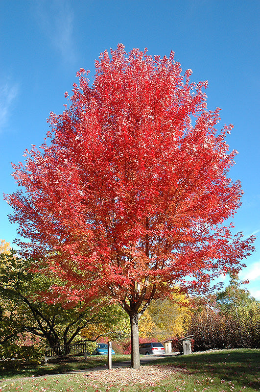 Autumn Blaze Maple - Acer x freemanii - 3" Caliper Ball & Burlap Tree