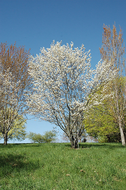 Princess Diana Serviceberry - Amelanchier x grandiflora 'Princess Diana' - 2" Caliper Ball & Burlap Tree