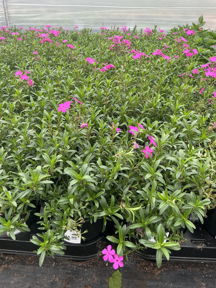 Phlox Creeping Phlox Creeping Emerald Pink - 6" Perennial - 6" Potted Perennial