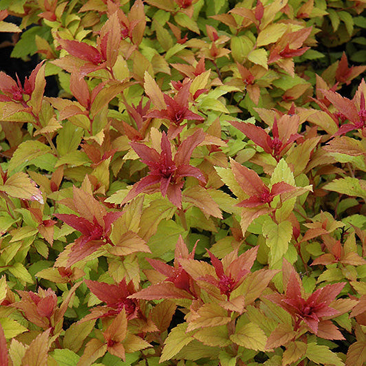 Spirea Goldflame Red - 3 Gallon Pot