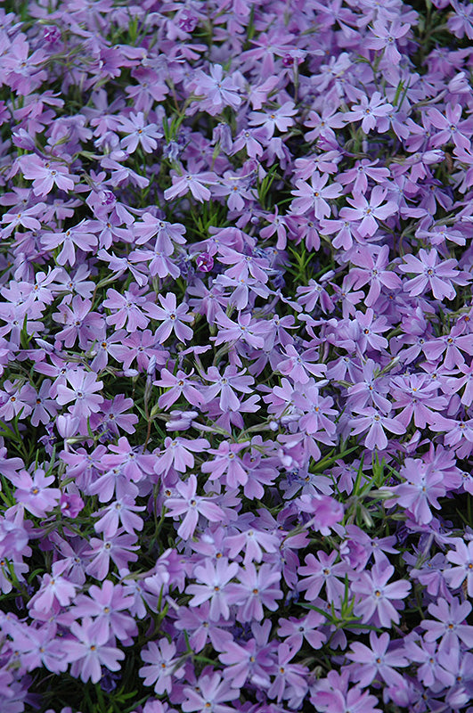 Phlox Creeping Phlox Creeping Emerald Blue - 6" Perennial - 6" Potted Perennial