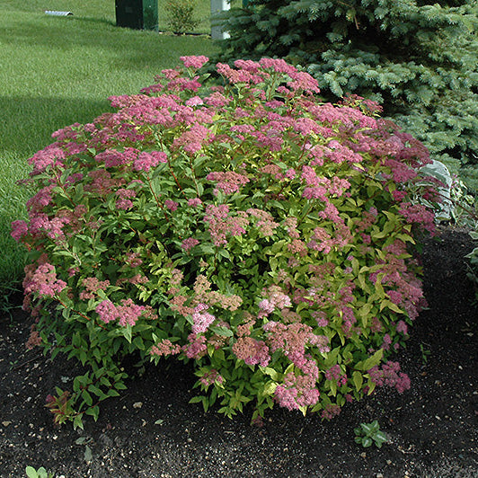 Spirea Goldflame Red - 3 Gallon Pot