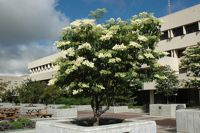 Ivory Silk Japanese Tree Lilac - Syringa reticulata 'Ivory Silk' - 2" Caliper Ball & Burlap Tree