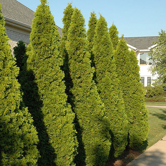 Emerald Green Arborvitae - Thuja occidentalis - 7-8 Foot Ball & Burlap Tree