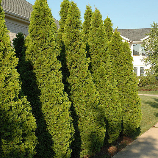 B&B Arborvitae Emerald Green 5-6' - 3 Gallon Pot
