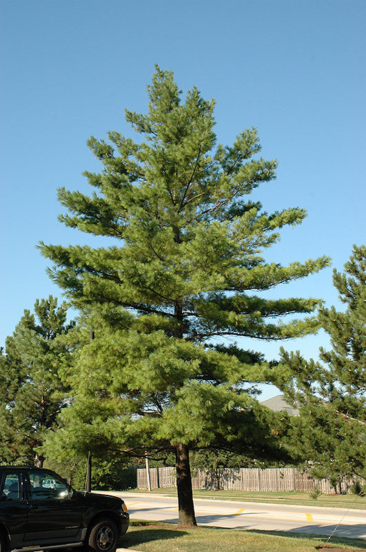 White Pine - Pinus strobus - 6-7' Foot Ball & Burlap Tree