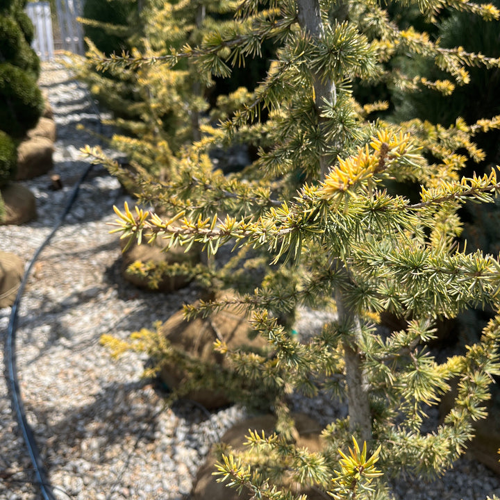 Golden Atlas Cedar - Cedrus atlantica 'Aurea' - 6-7 Foot Ball & Burlap Tree