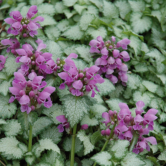 Lamium Dead Nettle Orchid Frost - 6" Perennial - 6" Potted Perennial