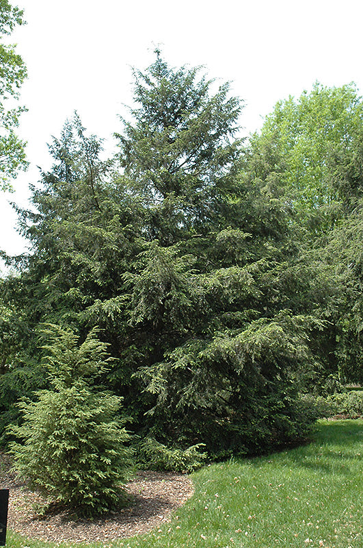 Eastern Hemlock - Tsuga canadensis - 15 Gallon Potted Evergreen Tree