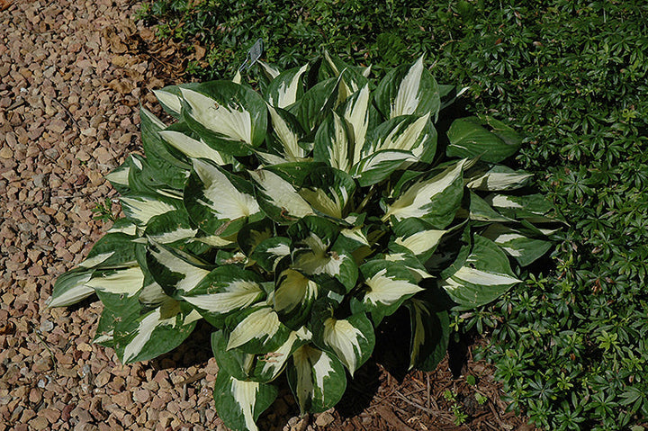 Hosta Plantain Lily Loyalist - 8" Potted Perennial