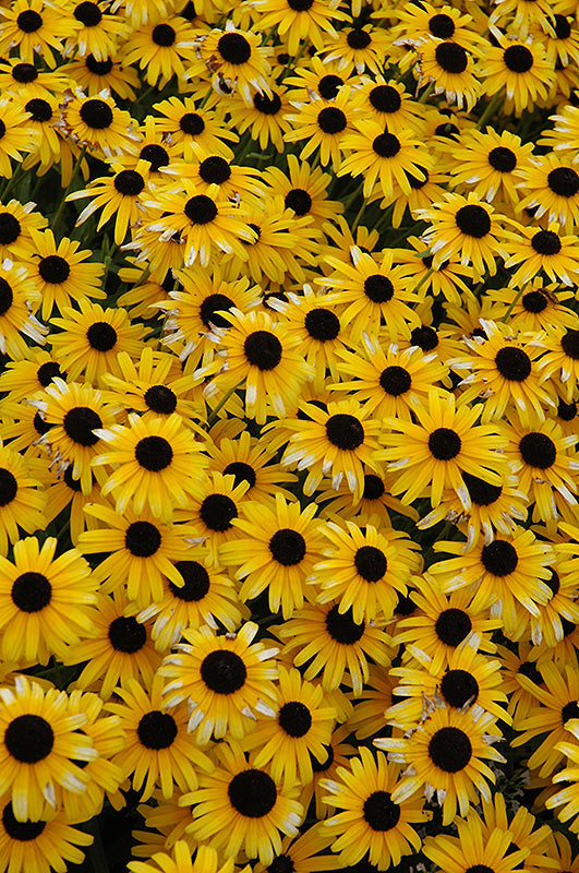 Rudbeckia Black Eyed Susan Viette's Little Suzy - #2 Potted Perennial