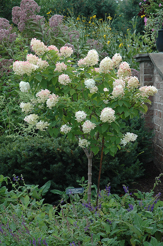 Limelight Hydrangea - Hydrangea paniculata - 25# Gallon Tree
