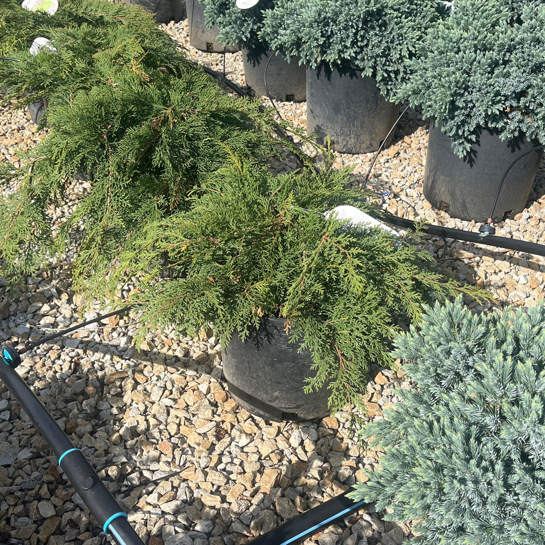 Russian Cypress - Microbiota decussata - 3# Potted Shrub