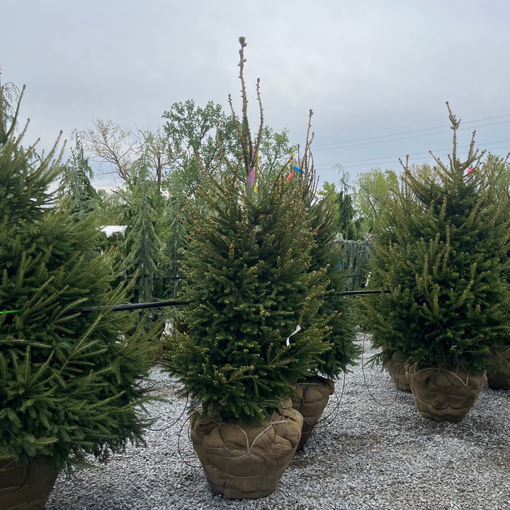 Norway Spruce - Picea abies - 7 Foot Ball & Burlap Tree