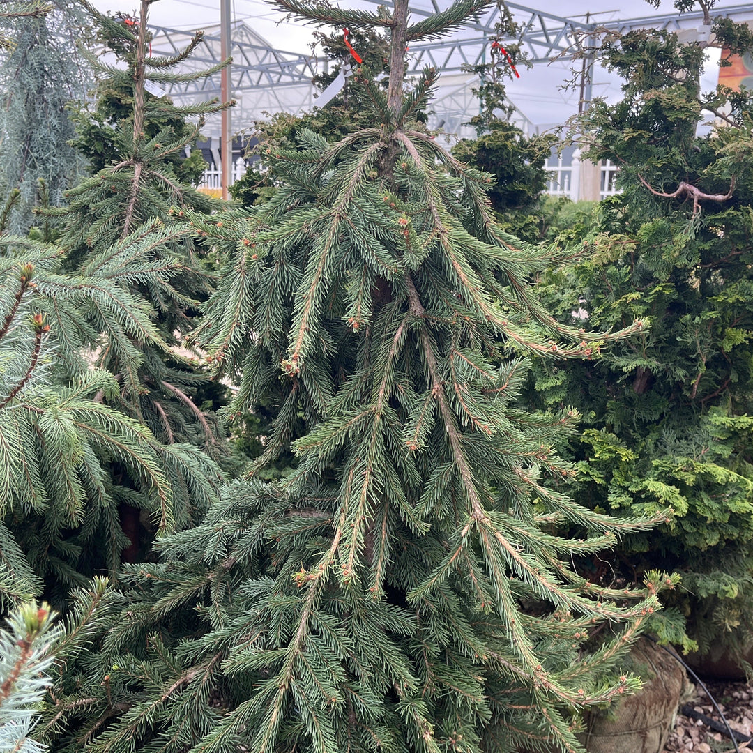 Frohburg Norway Spruce - Picea abies - 4-5 Foot Ball & Burlap Tree