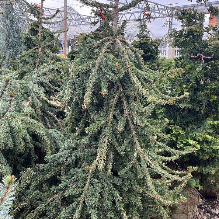 Frohburg Norway Spruce - Picea abies - 4-5 Foot Ball & Burlap Tree