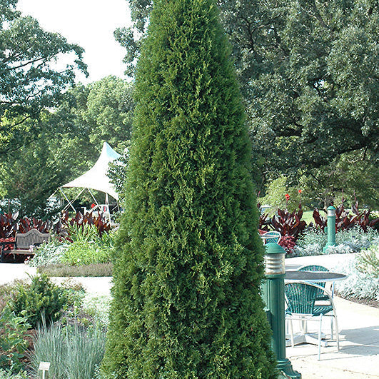 B&B Arborvitae Emerald Green 5-6' - 3 Gallon Pot