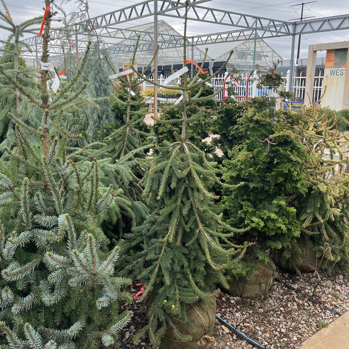 Frohburg Norway Spruce - Picea abies - 4-5 Foot Ball & Burlap Tree
