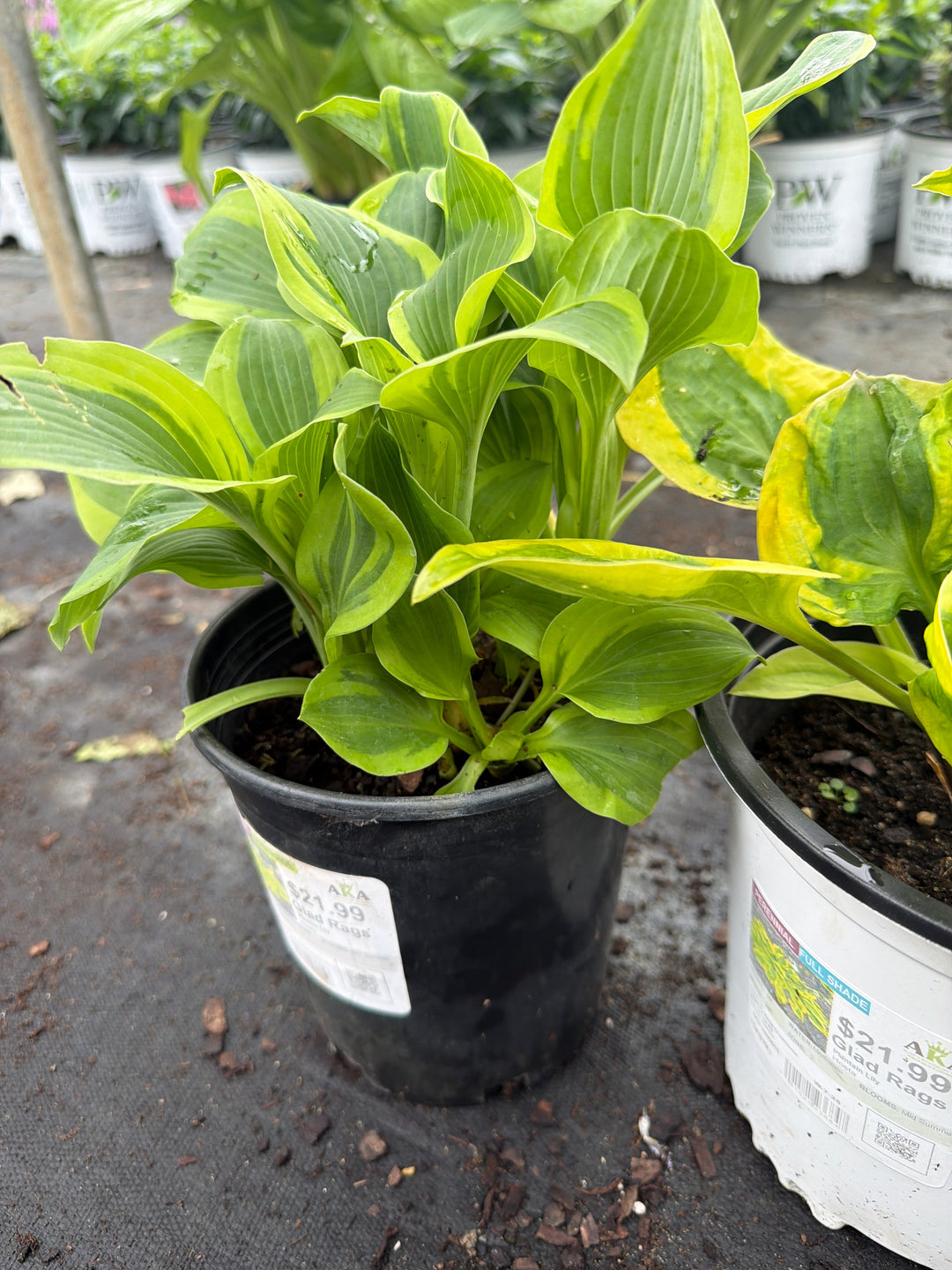 Hosta Plantain Lily Glad Rags - 8" Potted Perennial