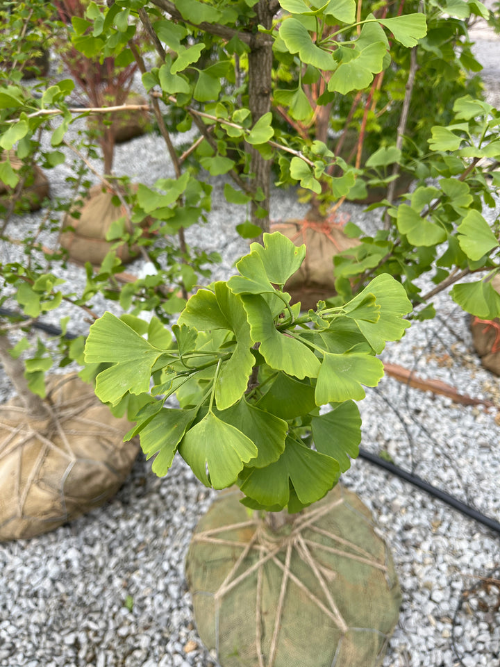 Elmwood Ginkgo - Ginkgo biloba 'Elmwood' - 6'-7' Foot Ball & Burlap Tree