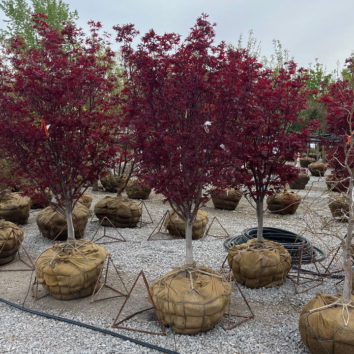 Crimson Prince Japanese Maple - Acer palmatum 'Crimson Prince' - 5' Foot Ball & Burlap Tree