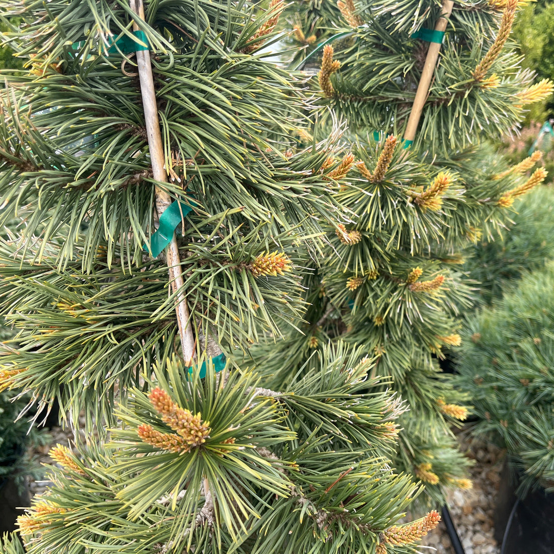 Taylor's Sunburst Lodgepole Pine - Pinus contorta - 6 Gallon Potted Evergreen Tree