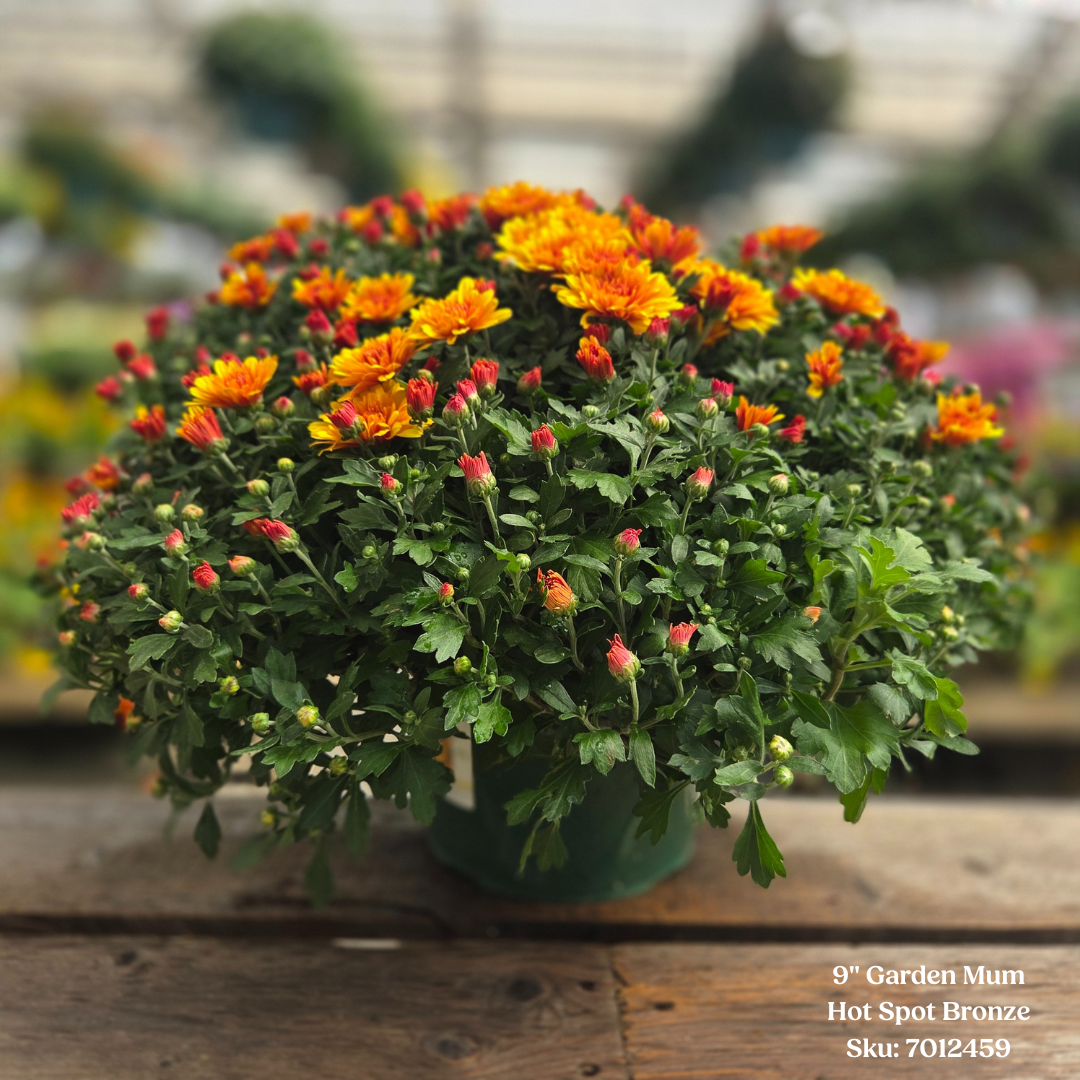 Alsip Grown 9" Garden Mums - Assorted Colors