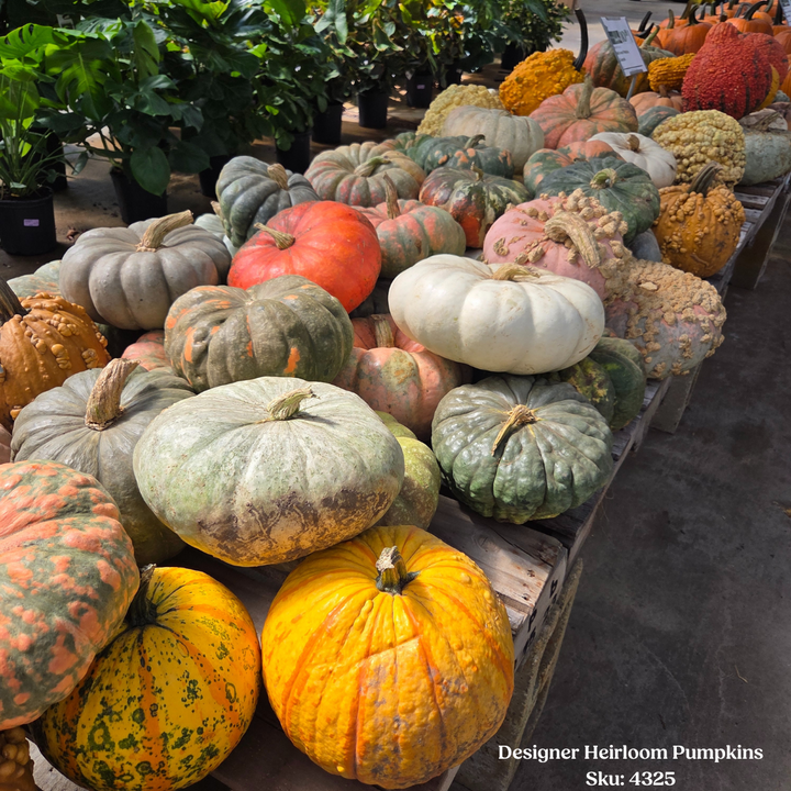 Designer Heirloom Pumpkin