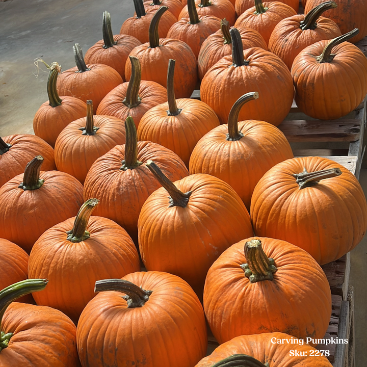Large Carving Pumpkin, Sold Individually
