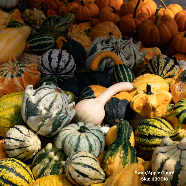 Swan/Apple Gourd