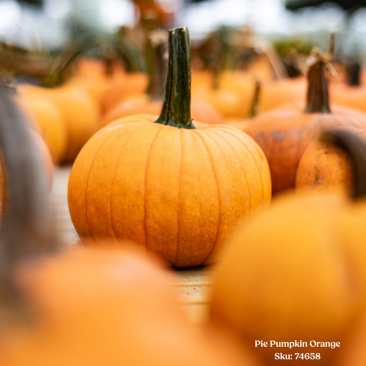 Pie Pumpkin-Orange, Sold Separately