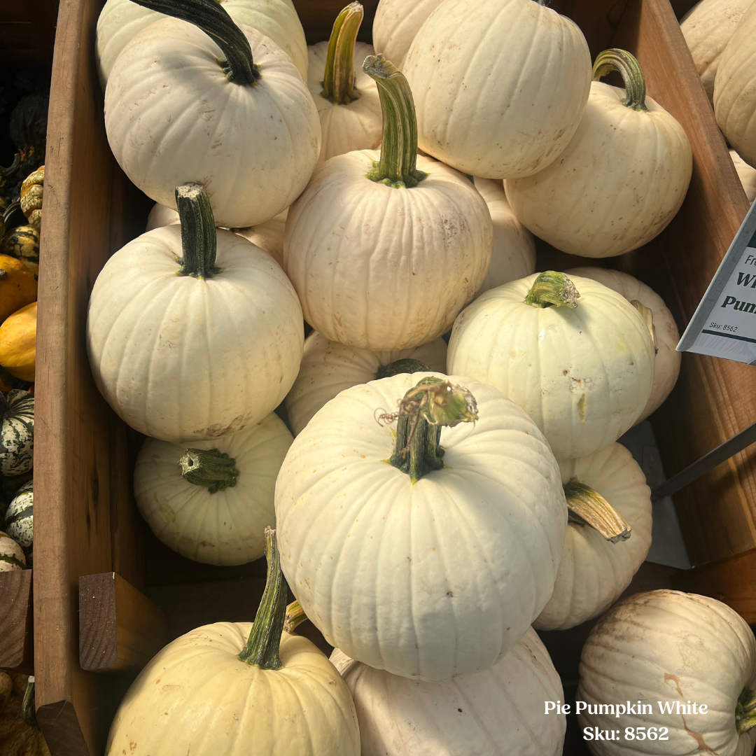 Pie Pumpkin-White, Sold Separately