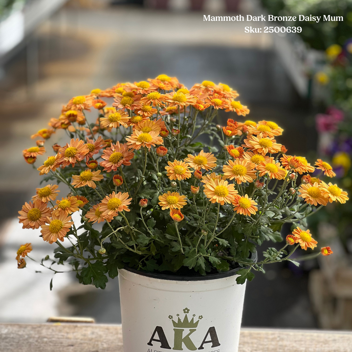 Mammoth Dark Bronze Daisy Mum 1 gal
