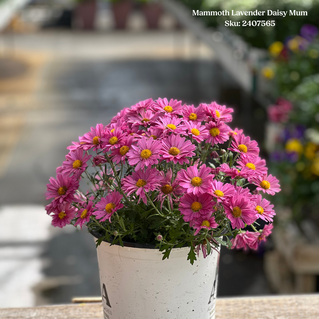 Mum♡ Mammoth Lavender Daisy Mum 1 gal – Alsip Nursery